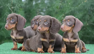 Dachshund puppies
