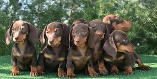 Dachshund puppies