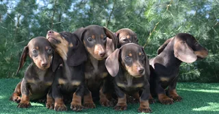Dachshund puppies