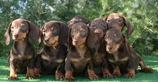 Dachshund puppies