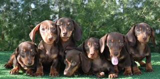 Dachshund puppies