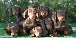 Dachshund puppies