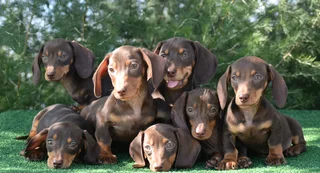 Dachshund puppies
