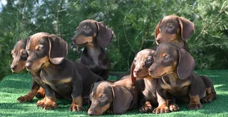 Dachshund puppies