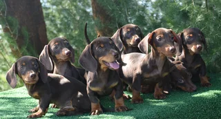 Dachshund puppies