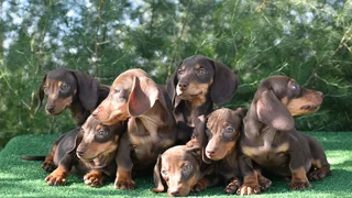 Dachshund puppies