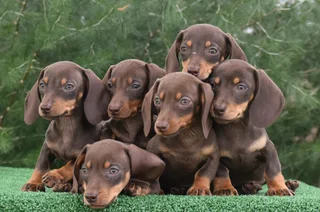 Dachshund puppies