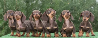 Dachshund puppies