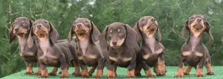 Dachshund puppies