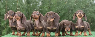 Dachshund puppies