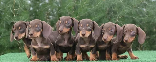 Dachshund puppies
