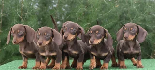 Dachshund puppies