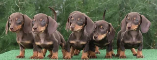 Dachshund puppies