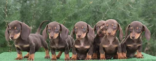 Dachshund puppies