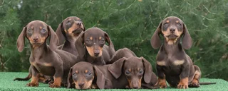 Dachshund puppies