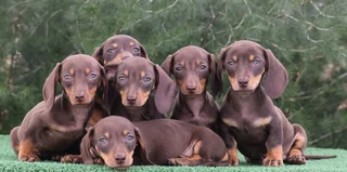 Dachshund puppies