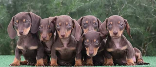 Dachshund puppies