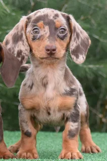 Dachshund puppies