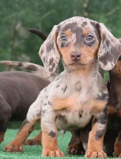 Dachshund puppies
