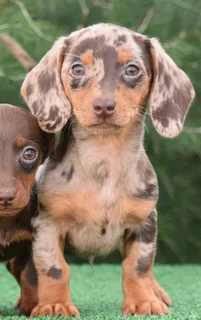 Dachshund puppies