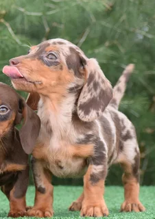 Dachshund puppies