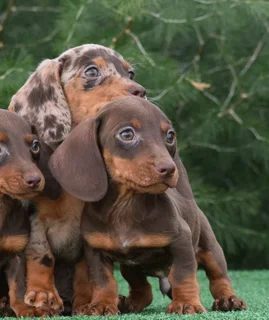 Dachshund puppies