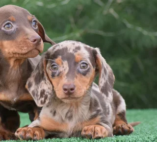 Dachshund puppies
