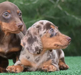 Dachshund puppies