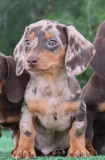 Dachshund puppies