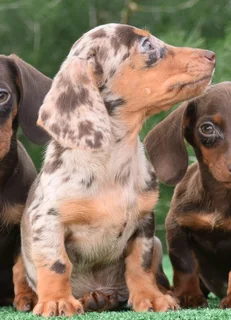 Dachshund puppies