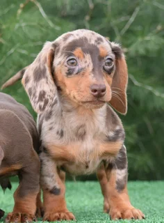 Dachshund puppies