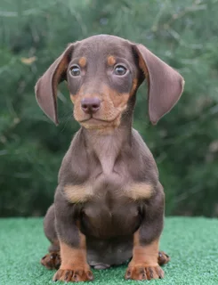 Dachshund puppies