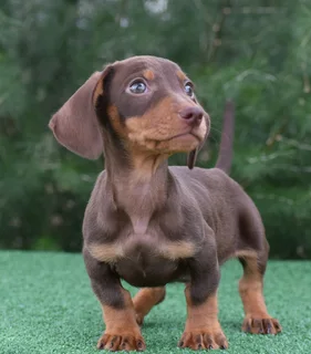 Dachshund puppies