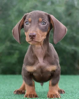 Dachshund puppies