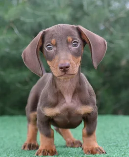 Dachshund puppies