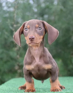 Dachshund puppies