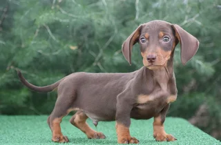 Dachshund puppies