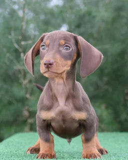 Dachshund puppies