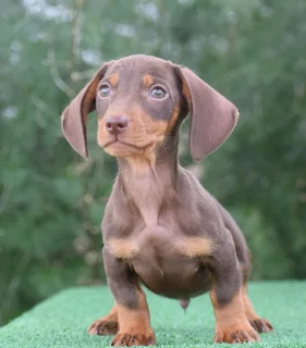 Dachshund puppies