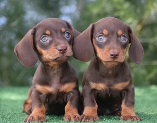 Dachshund puppies