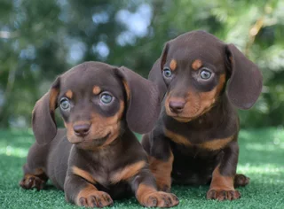 Dachshund puppies