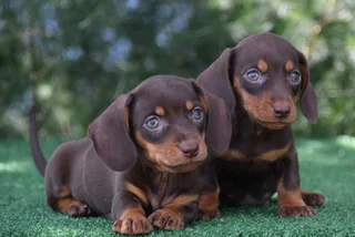 Dachshund puppies