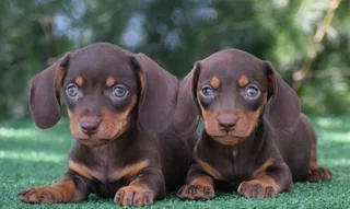 Dachshund puppies