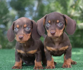 Dachshund puppies