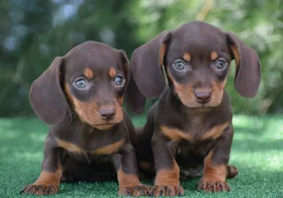 Dachshund puppies