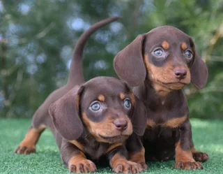 Dachshund puppies
