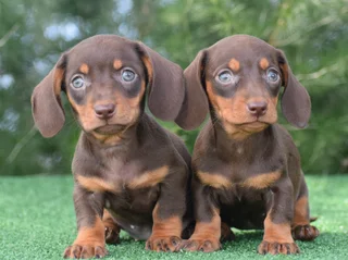 Dachshund puppies