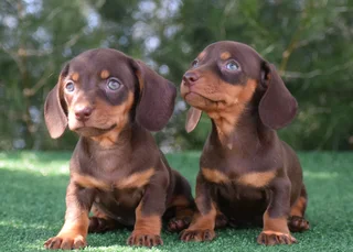 Dachshund puppies