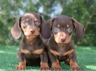 Dachshund puppies