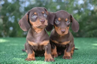 Dachshund puppies